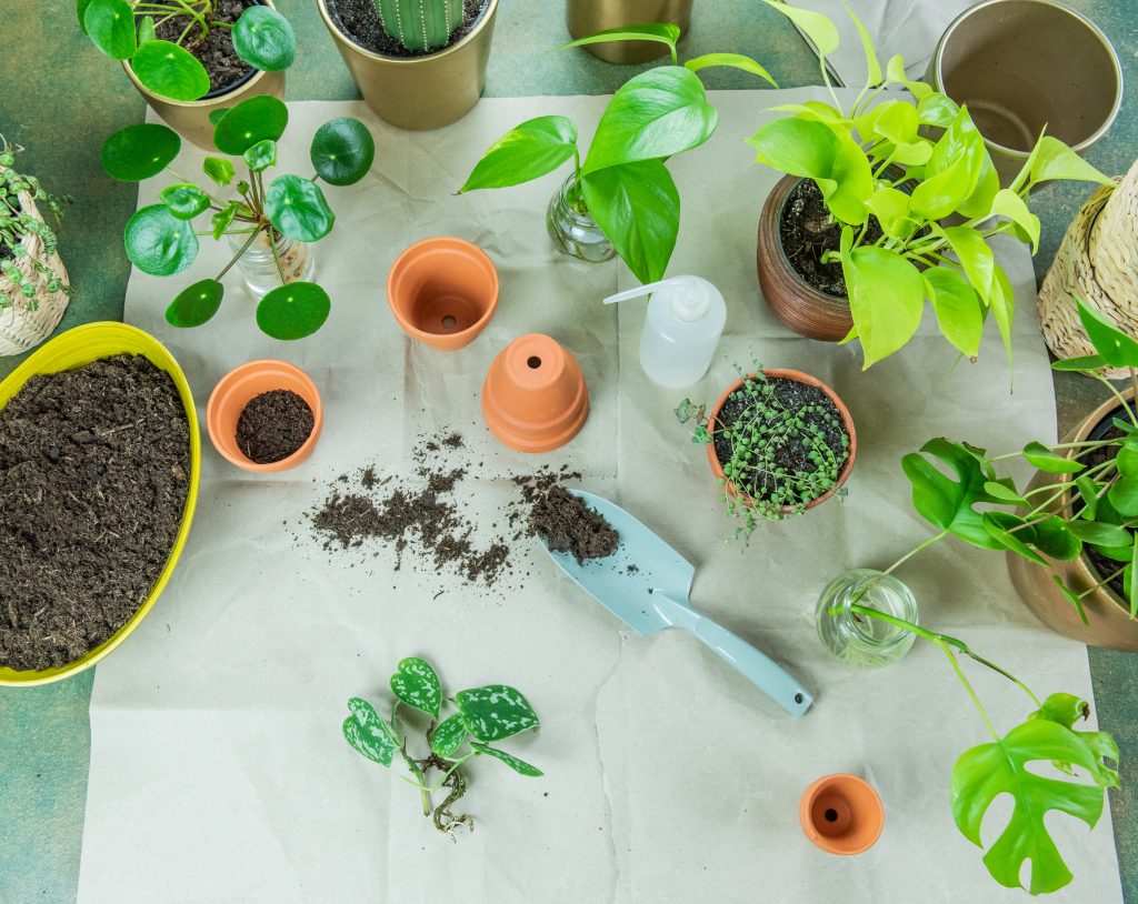 Pflanzen Ableger oder Stecklinge als nachhaltige Geschenkidee