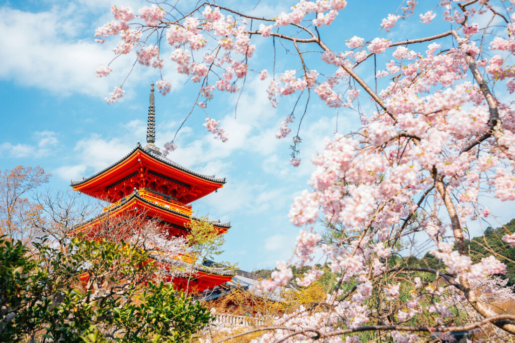 Roter Turm in Japan inmitten von Kirschblüten