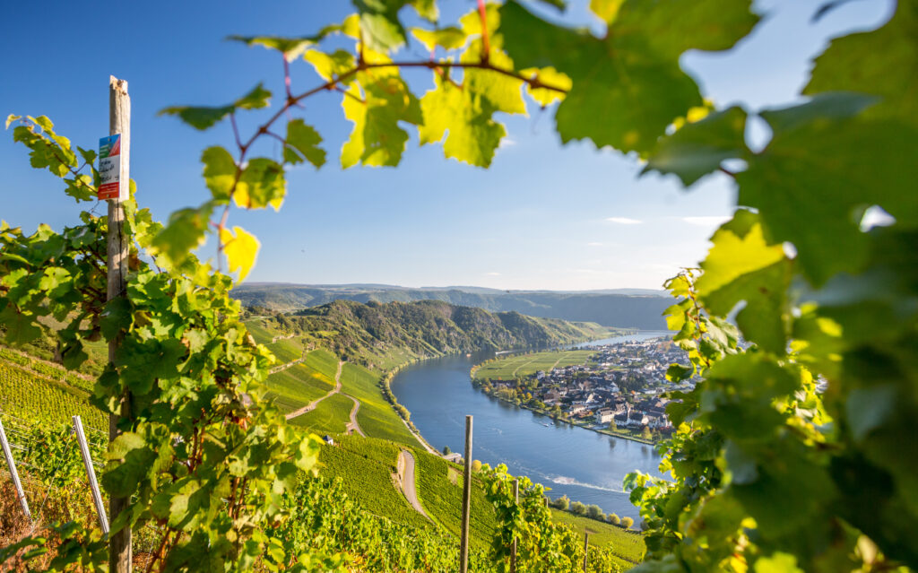 Weinberge entlang der Mosel in Rheinland-Pfalz