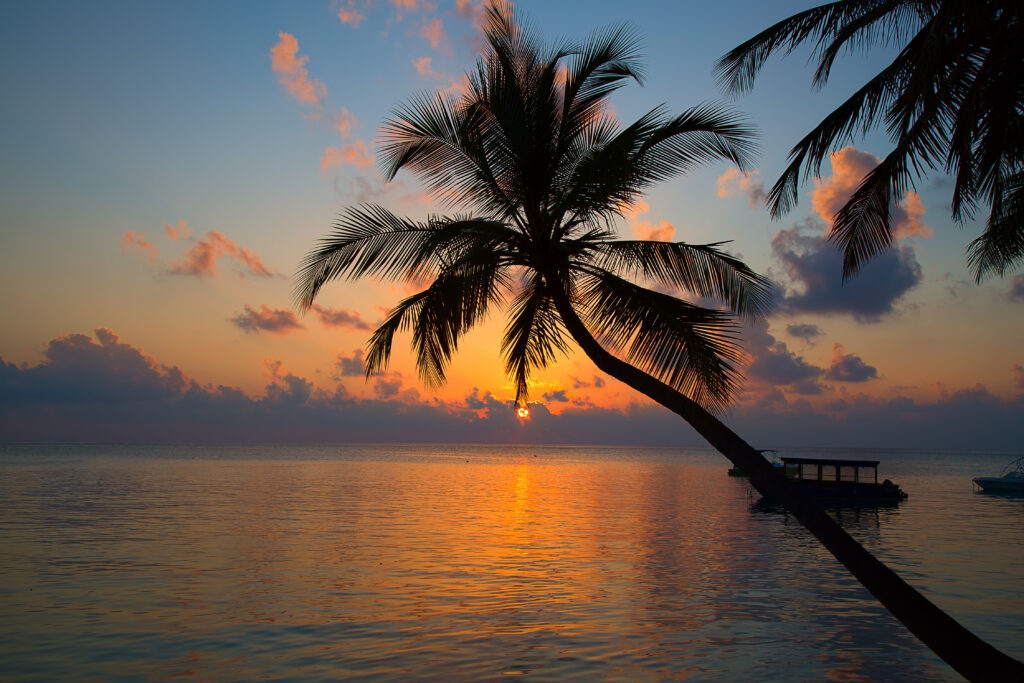 Palme vor einem schönen Sonnenuntergang, lila-orangefarbenes Meer und Himmel