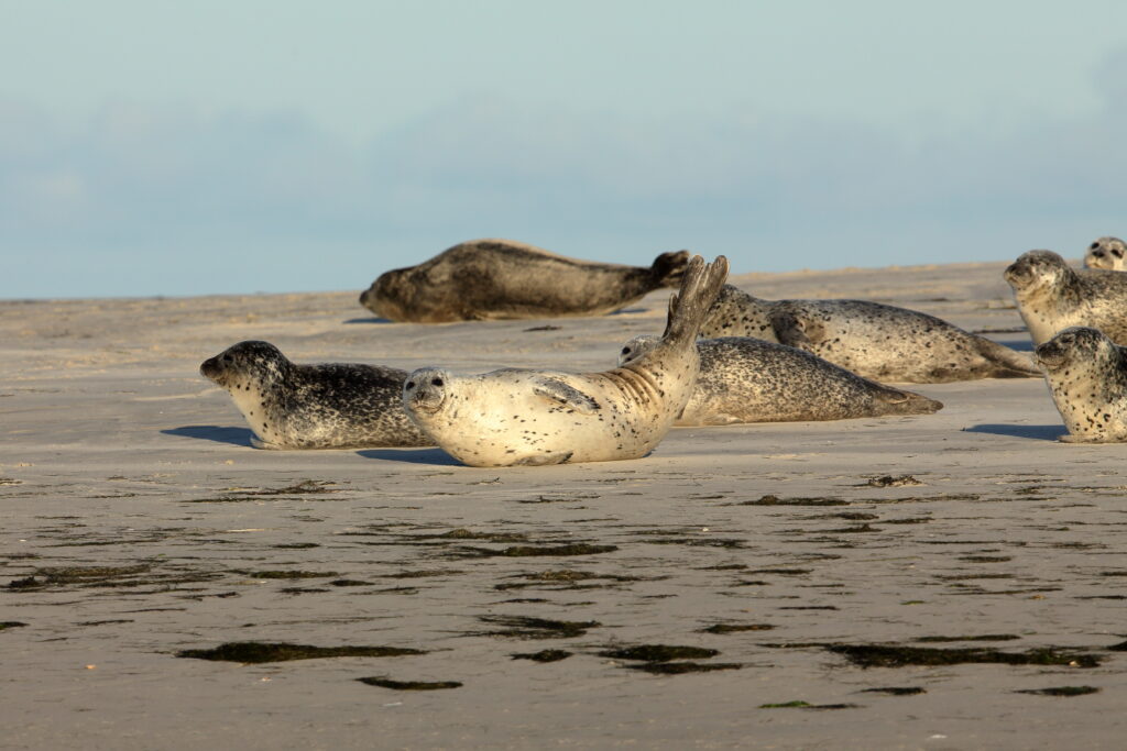 Robben und Seehunde auf einer Sandbank im Wattenmeer 