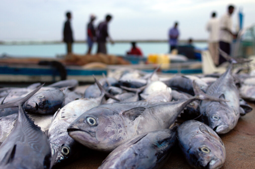 Top Sehenswürdigkeit auf den Malediven, der Fischmarkt. Auf dem Bild sind geangelte Fische im Vordergrund, Angler und Fischer im Hintergrund