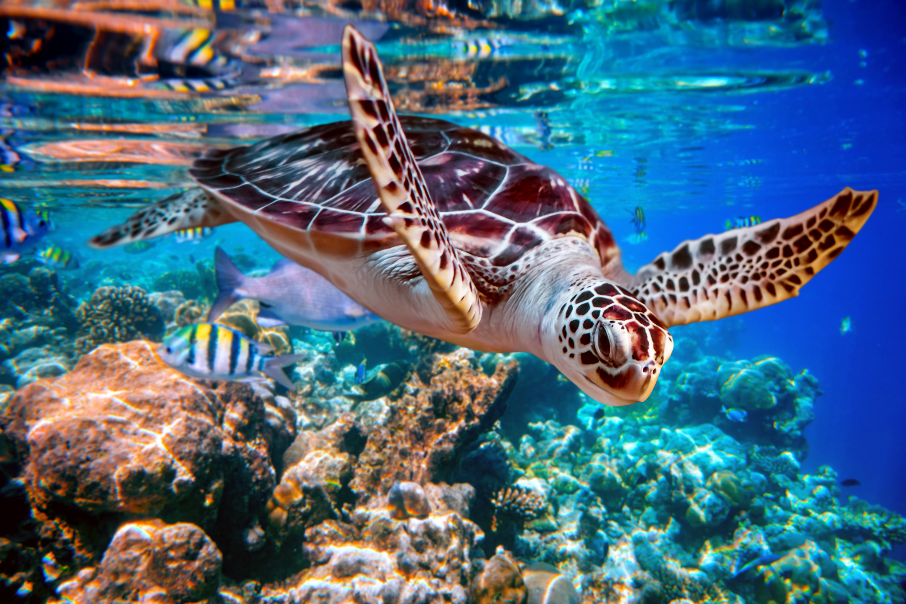 Unterwasser Sehenswürdigkeit auf den Malediven: Meeresschildkröte und exotische Fische in einem Korallenriff