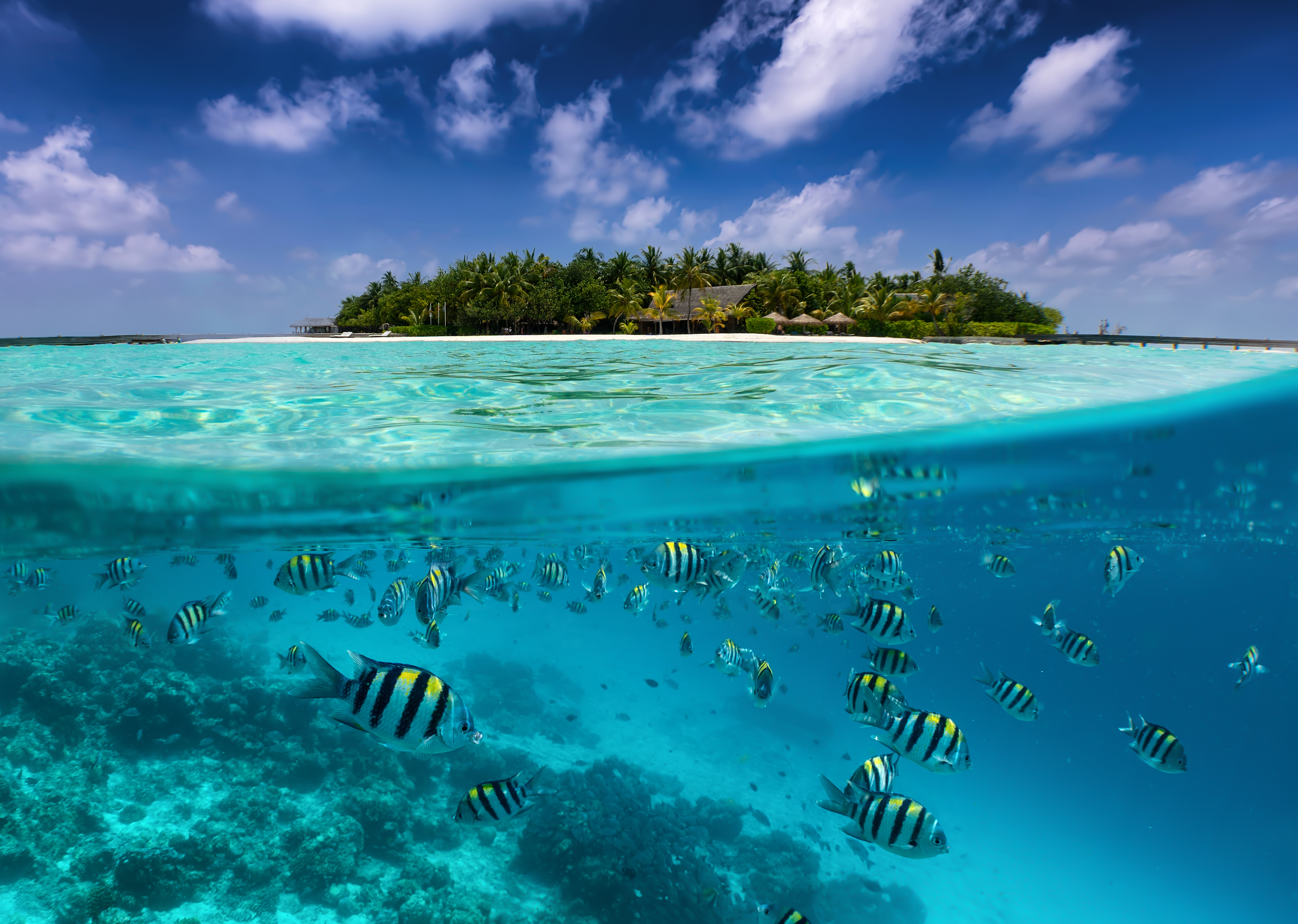 Bunte Fische im klaren Wasser, im Hintergrund Insel mit Sandstrand