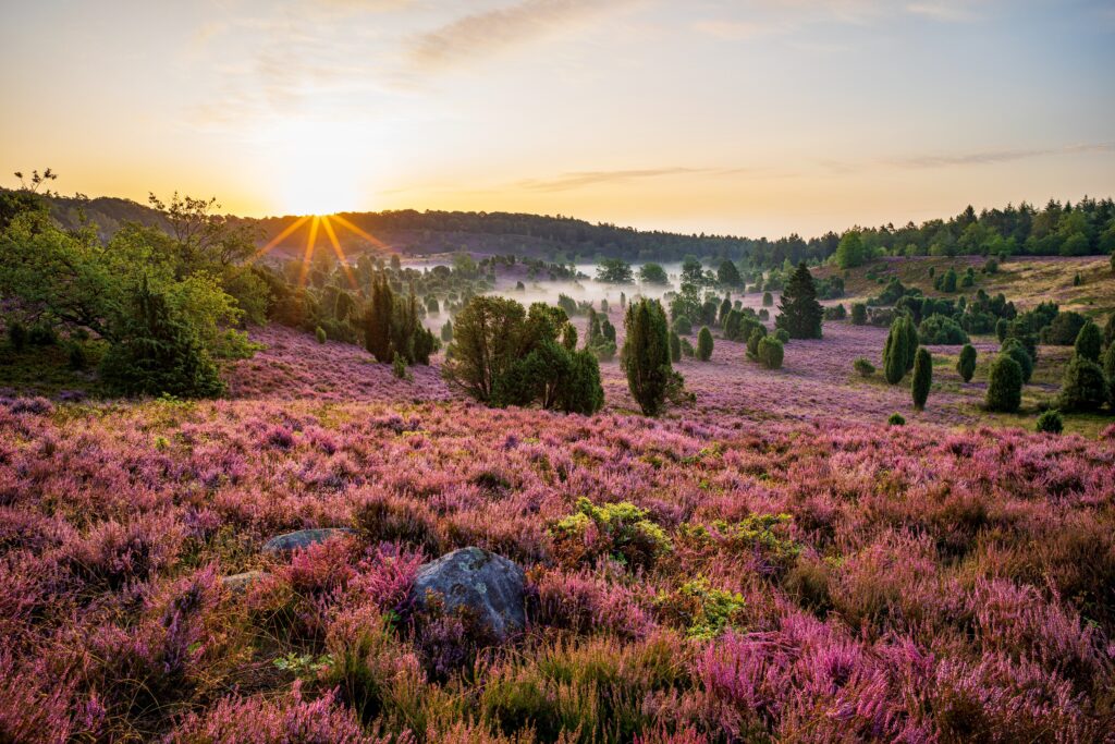 Sonnenaufgang in den violetten Heldenhügeln 