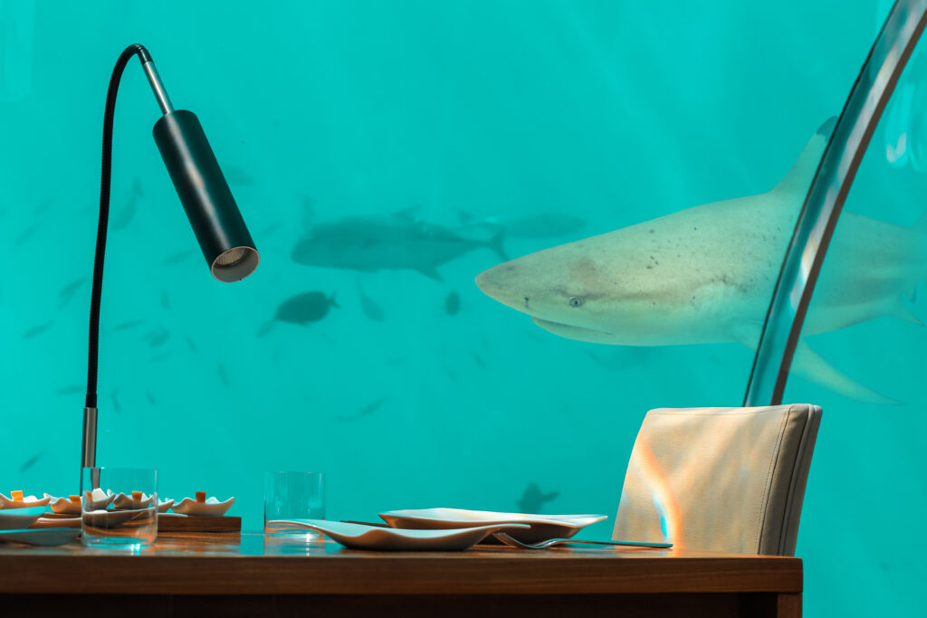 Imposante top Sehenswürdigkeit auf den Malediven: Unterwasser-Restaurant, auf den Malediven Haifisch und andere Fische an einer Glasscheibe neben einem gedeckten Tisch