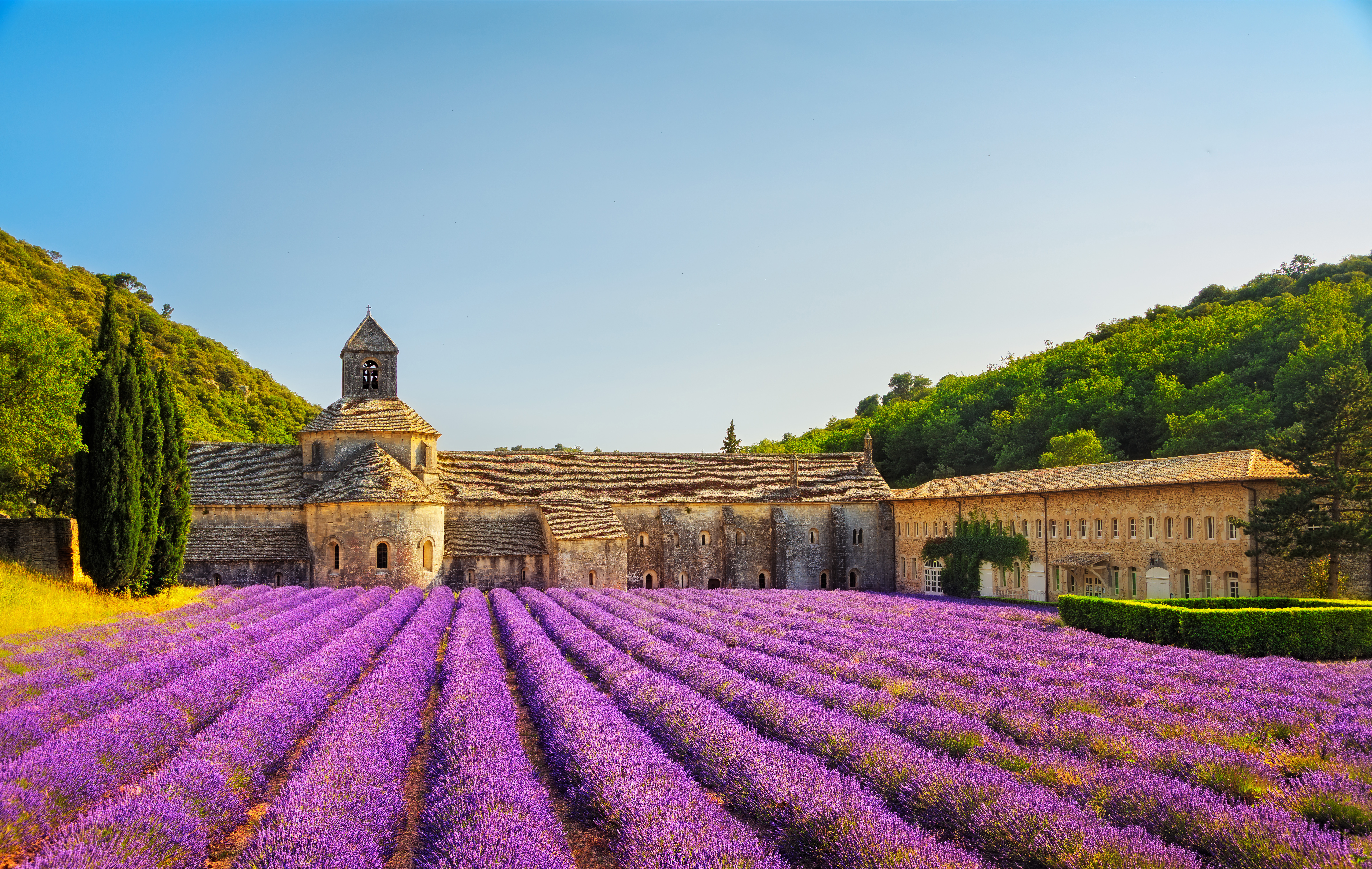 Lavendelfelder in der Provence vor einer Abtei, links und rechts sind grüne Hügel