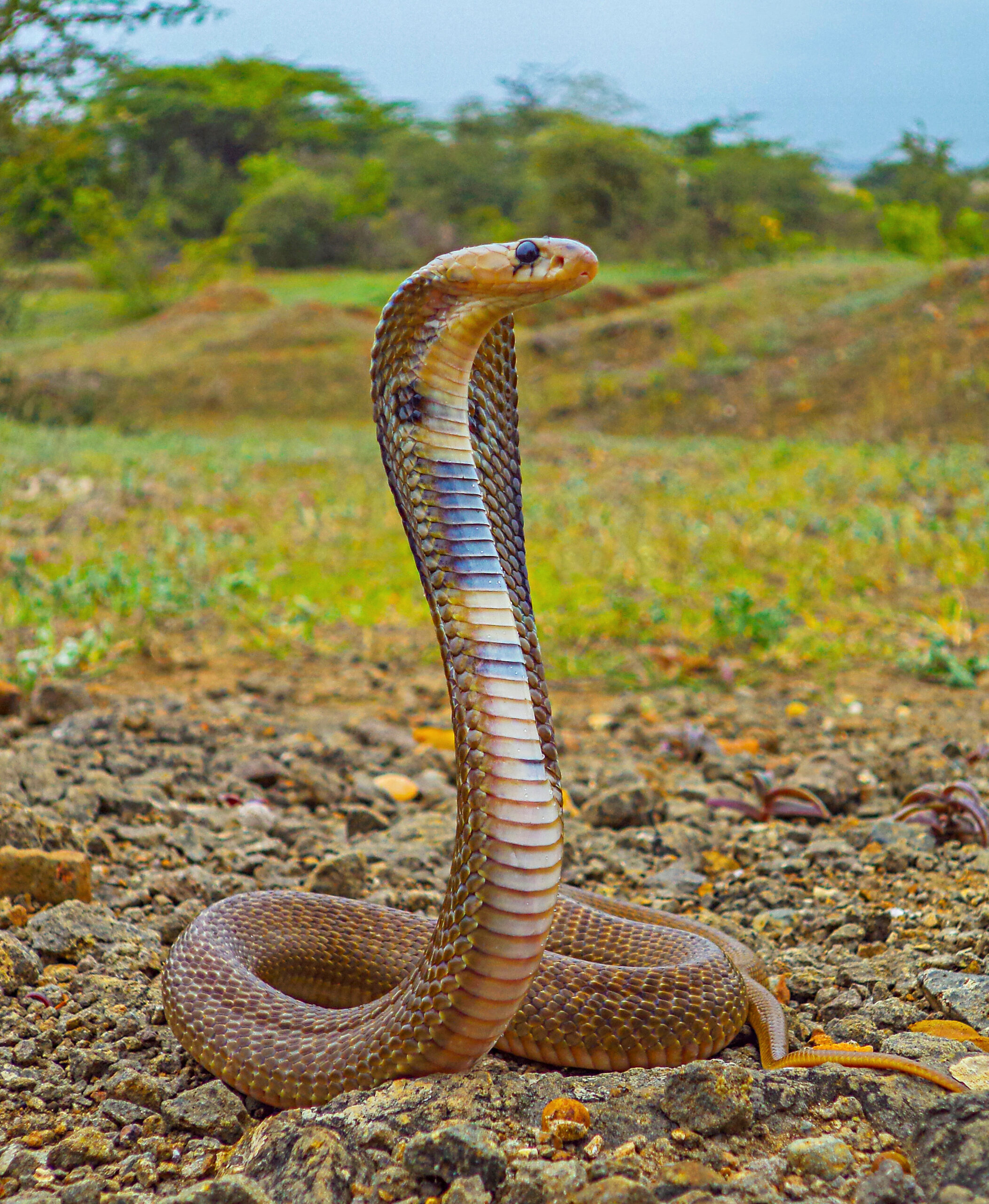 Die Schlange Kobra, die ihren Kopf nach oben gehoben hat und in die ferne guckt