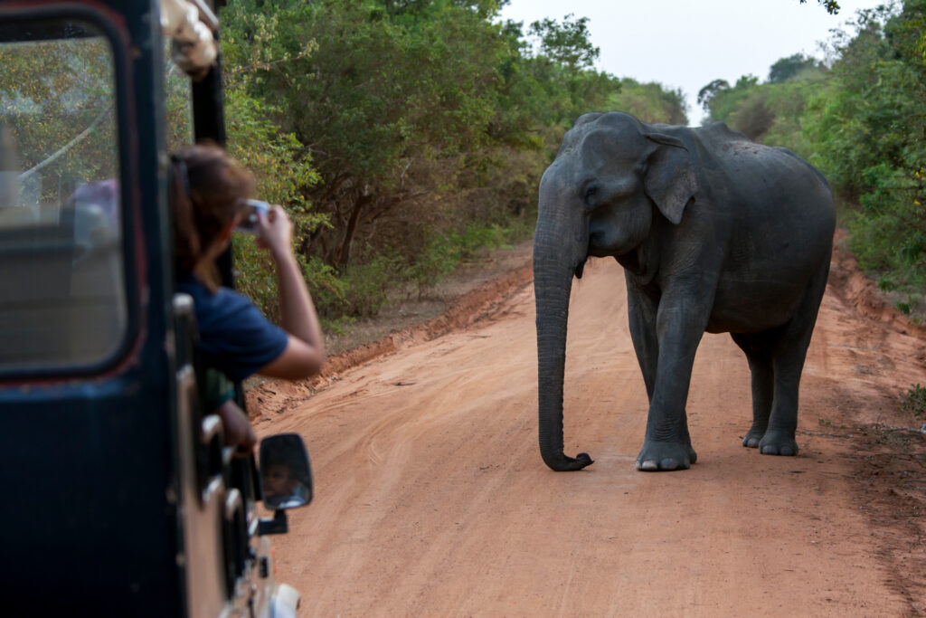 Unternimm eine aufregende Safari-Tour im Kumala oder Yala Nationalpark. 