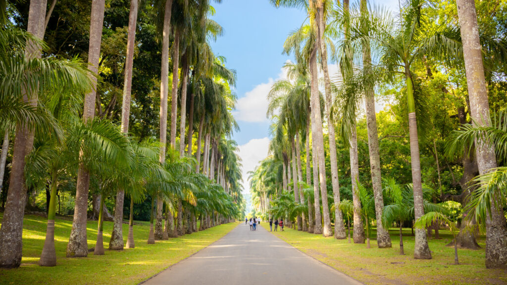 Die Palmenallee bildet eines der Highlights im botanischen Garten Peradeniya.