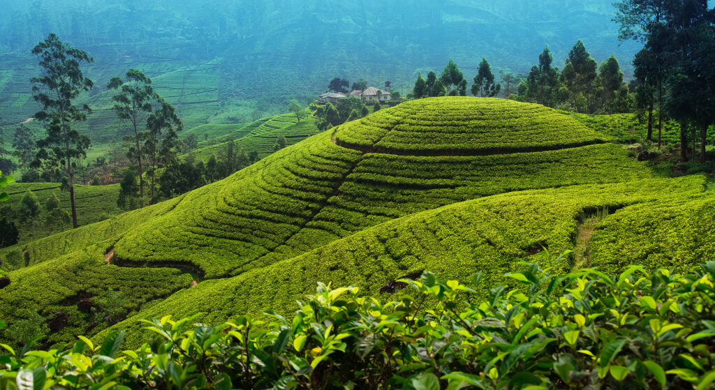 Die Tee-Plantagen im Hochland nahe Nuwara Eliya bieten einen sagenhaften Ausblick ins Grüne.
