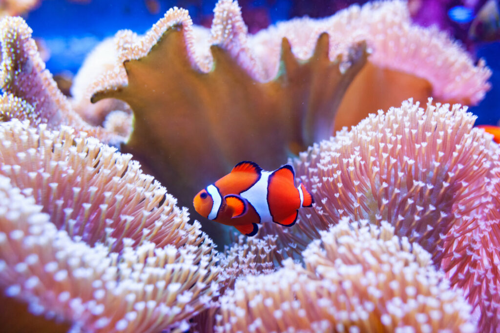 Ein Clownfish und Seeanemonen im Great Barrier Reef