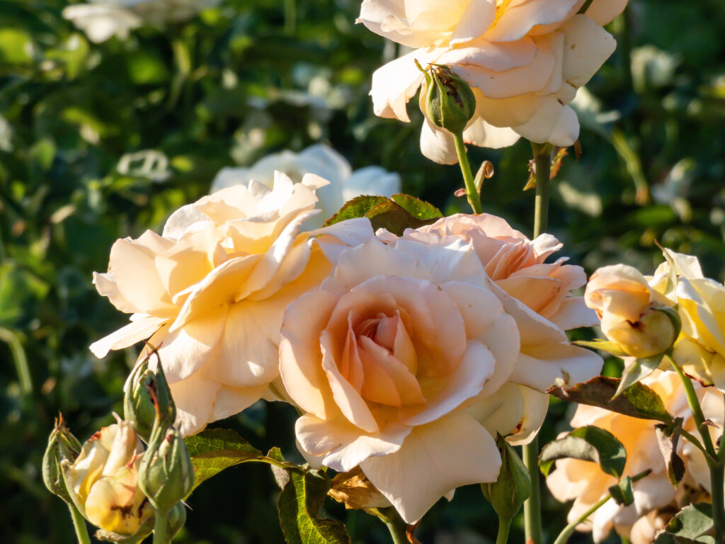Eine pfirsichfarbene Rose