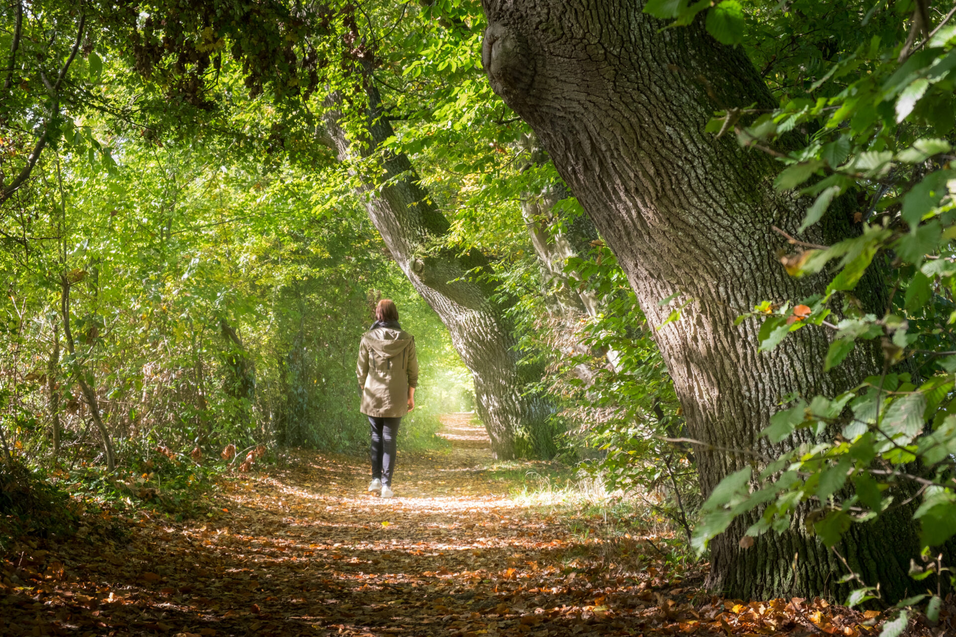 Frau macht einen sonnigen Herbstspaziergang im Wald