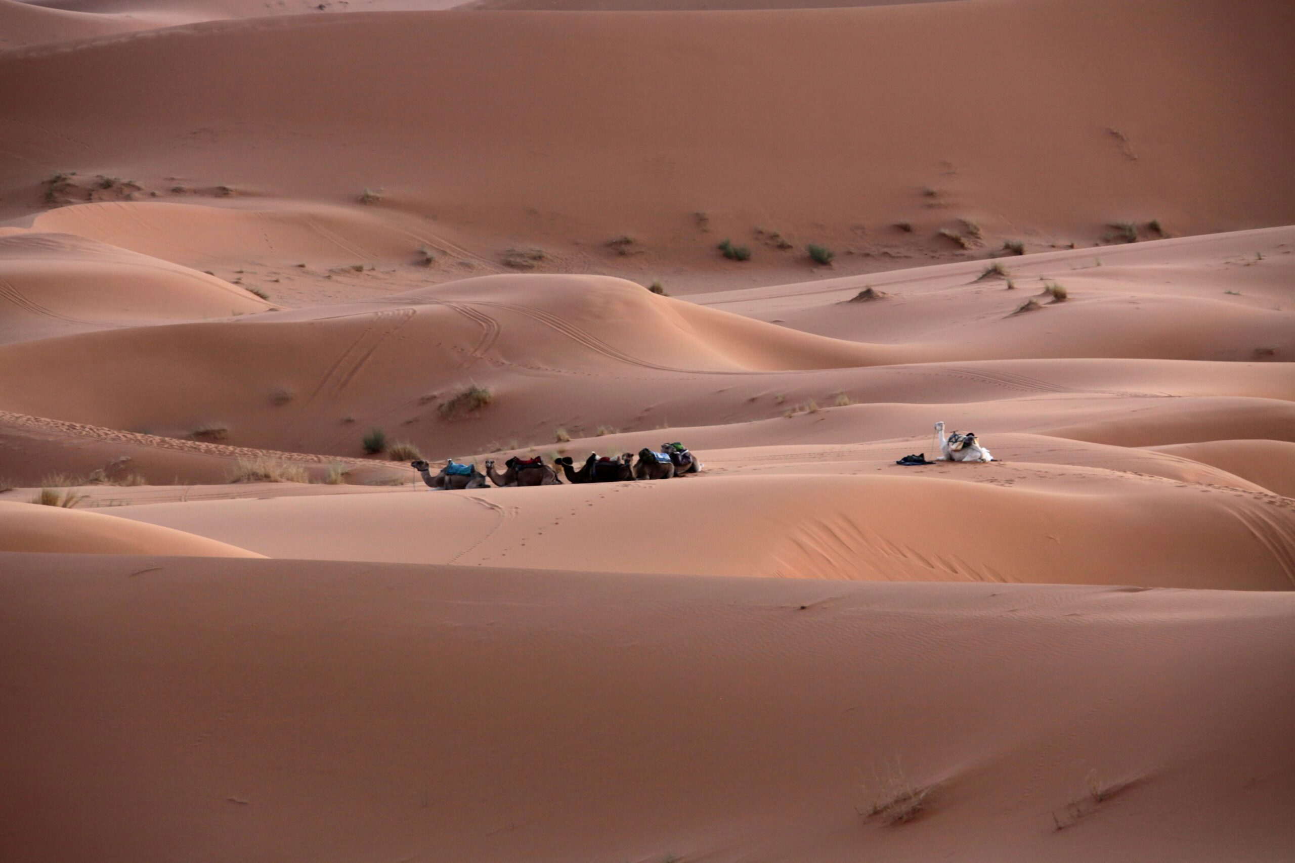 Wüstenlandschaft in Erg Chebbi in schokoladigem Mocha Mousse