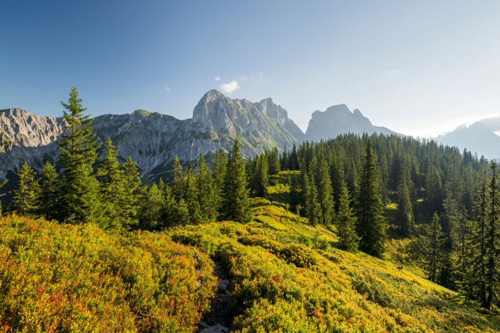 Grüne Wiesen, Wälder und schroffe Felsen im Nationalpark Gesäuse