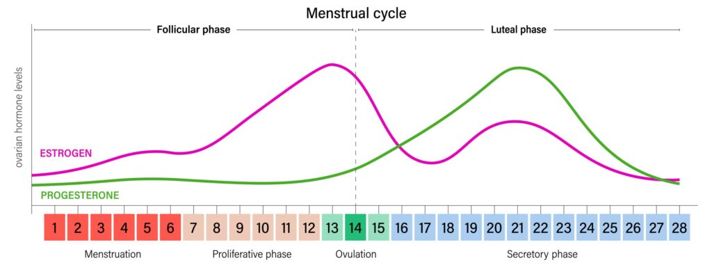 Grafische Darstellung der hormonellen Veränderungen während des Zyklus