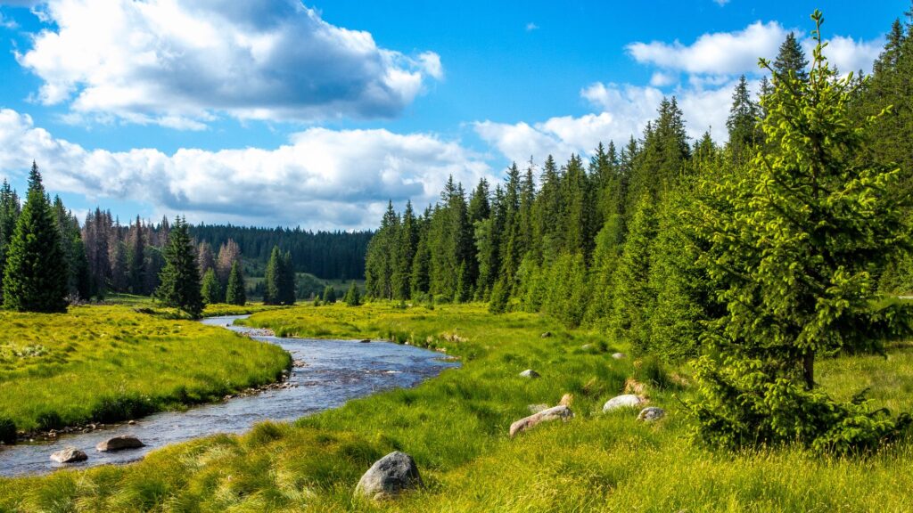 Ein Fluss zieht sich durch Wals und Wiesen im Bayerischen Wald